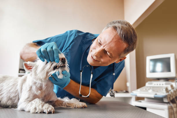 Best Emergency Dentist for Special Needs Patients in Seffner, FL